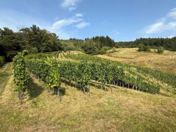 Reben mit Burgblick, 77815 Bühl, Land-/Forstwirtschaft