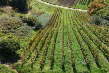 Reben in begehrter Lage – Spät-/Weißburgunder Bebauung, 79183 Waldkirch / Buchholz, Land-/Forstwirtschaft