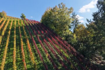 Reben in begehrter Lage – Dakapo Bebauung, 79183 Waldkirch / Buchholz, Land-/Forstwirtschaft