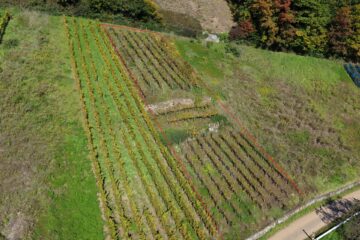 Reben in begehrter Lage – Spätburgunder Bebauung, 79183 Waldkirch / Buchholz, Land-/Forstwirtschaft