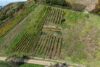 Reben in begehrter Lage - Spätburgunder Bebauung - Draufsicht